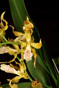 Odontoglossum helgae Sycamore Creek CBR/AOS flower